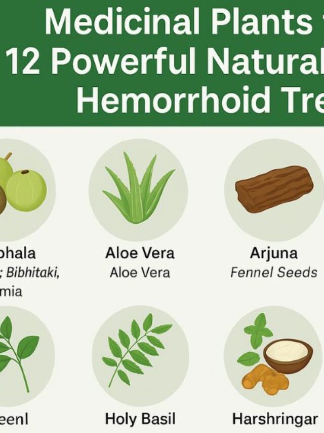 Medicinal Plants for Piles Treatment: 12 Powerful Herbal Remedies