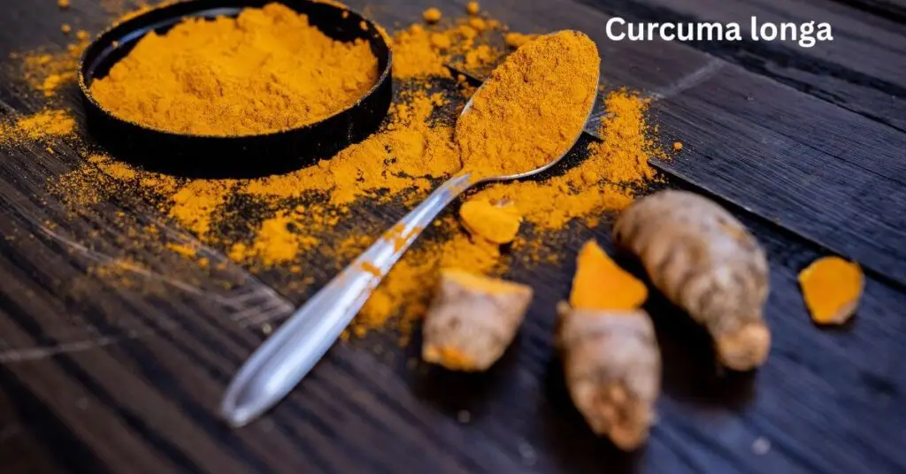 Top 5 Herbal Blood Purifiers to Naturally Detox Your Body 7 Top 5 Herbal Blood Purifiers to Naturally Detox Your Body