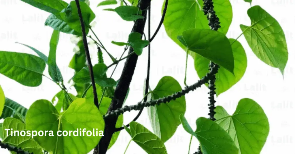 Top 5 Herbal Blood Purifiers to Naturally Detox Your Body 5 Top 5 Herbal Blood Purifiers to Naturally Detox Your Body