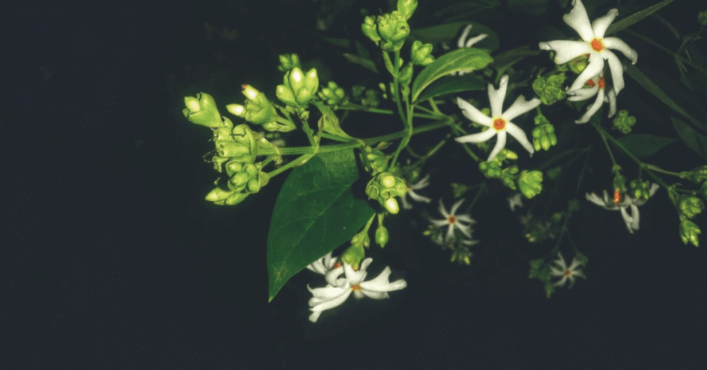 12 Powerful Medicinal Plants for Treating Skin Diseases Naturally | Herbal Remedies for Healthy Skin 4 12 Powerful Medicinal Plants for Treating Skin Diseases Naturally | Herbal Remedies for Healthy Skin