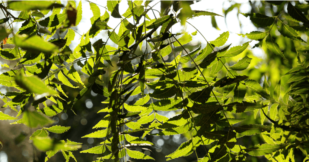 12 Powerful Medicinal Plants for Treating Skin Diseases Naturally | Herbal Remedies for Healthy Skin 3 12 Powerful Medicinal Plants for Treating Skin Diseases Naturally | Herbal Remedies for Healthy Skin