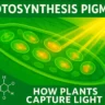 Pigments and Light Harvesting Complexes