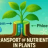 Transport of Nutrients in Plants
