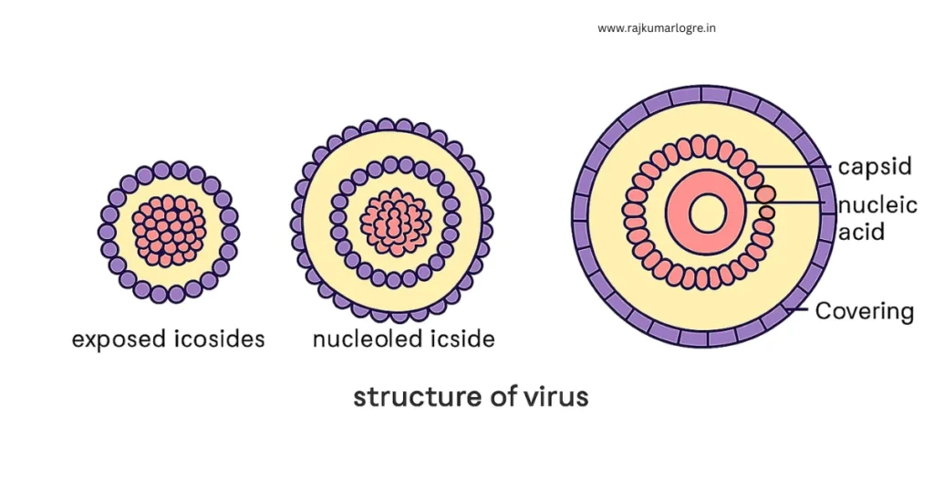 Structure of Virus