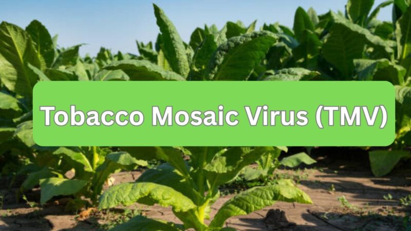 Tobacco Mosaic Virus (TMV)