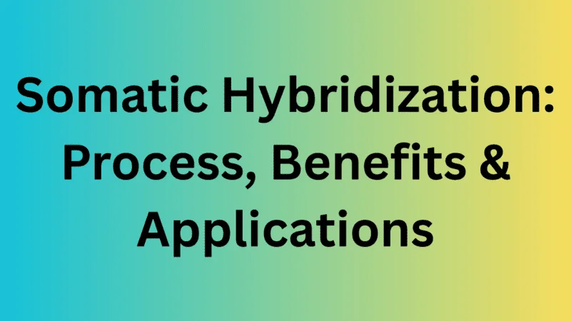 Somatic Hybridization: Process, Benefits & Applications